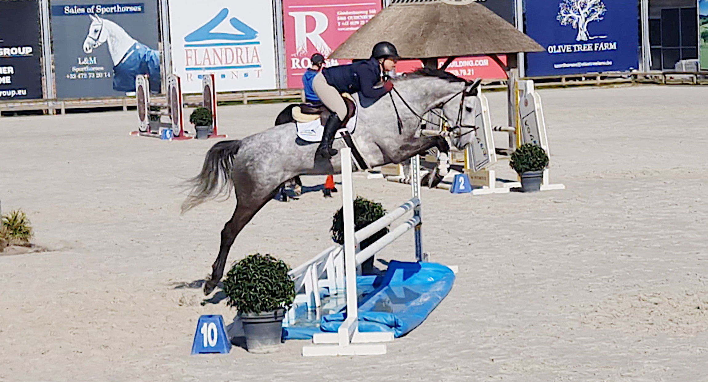 Jumper, hunter and Equitation horses for sale European sporthorses